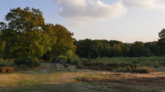 Danbury Commons, Essex, in autumn